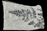 Carboniferous Fossil Fern (Sphenopteris) - Poland #111650-1